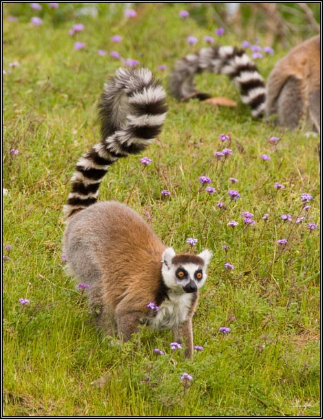 Happy Lemur