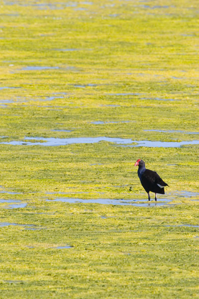 Swamphen