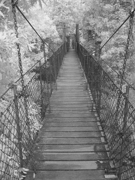 Treetop walk