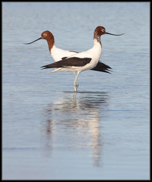 Red-necked Avocets