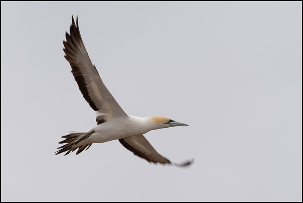 Gannet