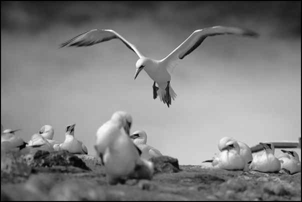 Gannet